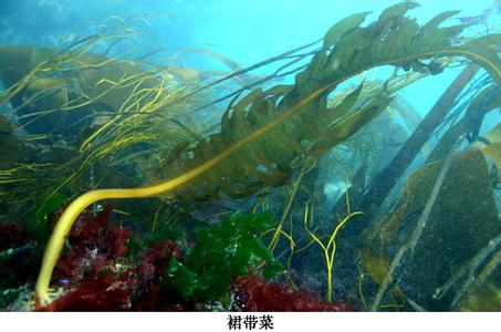 海洋生物系列——藻类（一）